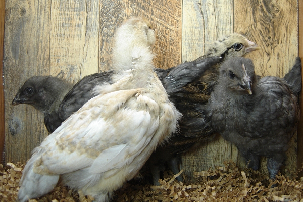 4 Pullet Chicks Week 3